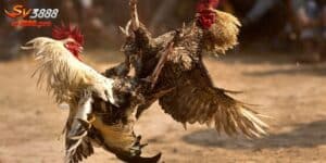 Đá Gà Casino Hôm Nay- Giải Trí Đỉnh Cao Cho Người Chơi