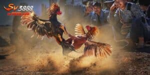 Đá Gà Giải Thomo - Quy Tắc Tham Gia Các Kê Thủ Cần Nắm