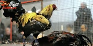 Đá Gà Mỹ - Trò Chơi Thể Thao Đầy Hấp Dẫn Và Quyến Rũ