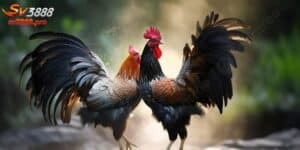 Gà Chọi C1 Thomo - Chiến Kê Mạnh Mẽ Hàng Đầu Tại SV388