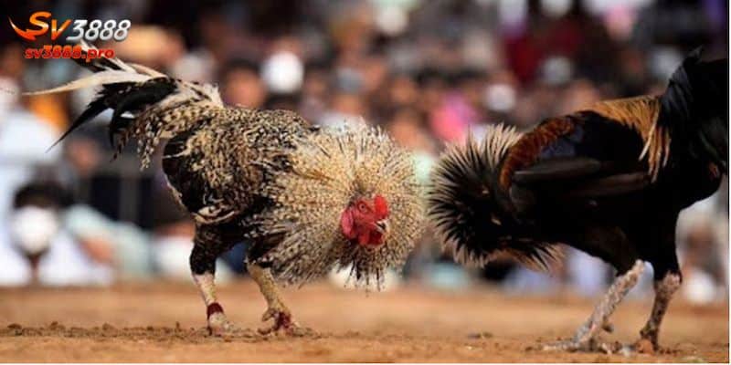 Ưu điểm theo dõi các trận đấu tại trường gà Thomo là gì