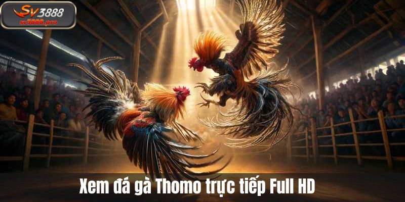 Xem đá gà Thomo trực tiếp Full HD